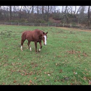 Meet your Posher, Grace